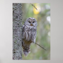 Search for owl posters Forest