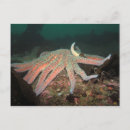 Search for sea star postcards Fish