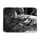 Search for watcher magnets Wildlife