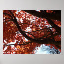 Search for red maple posters Fall