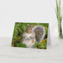 Search for grey squirrel cards Rodent