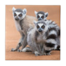 Search for lemur tiles Wild animals