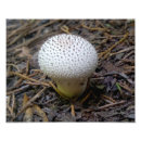 Search for puffball Fungus