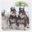 Search for miniature schnauzer stickers Animal