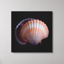 Search for mollusk art Shell