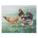 Search for rooster and chicks posters Poultry