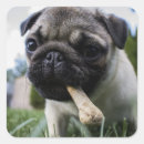 Search for dog photo stickers Modern