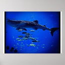 Search for whale shark posters Fish