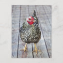Search for bird watching vertical postcards Birds around the world