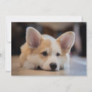 Search for corgi thank you cards Cute