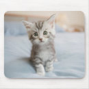 Search for maine coon cat mousepads Kitten