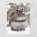Search for red squirrel postcards Animals