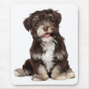 Search for havanese dog mousepads Dogs