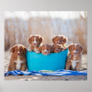 Search for puppy posters Beach