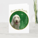 Search for spinone italiano Breed