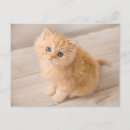 Search for longhair postcards Purebred cat
