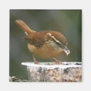 Search for wren magnets Wildlife
