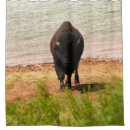 Search for bison shower curtains Wildlife