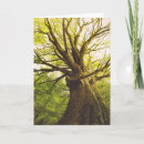 Search for beech cards Europe