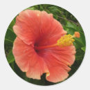 Search for tropical hibiscus stickers Orange