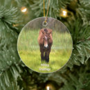 Search for assateague christmas tree decorations Ponies