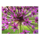 Search for purple photography Closeup