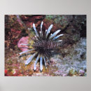 Search for sea fan art Fish