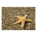 Search for echinoderms Colourful