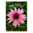 Search for coneflower cards Echinacea
