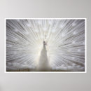 Search for white peacock posters Albino