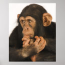 Search for chimpanzee posters Cute