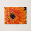 Search for gerberas photography Nature