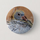 Search for coop badges Bird
