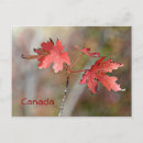 Search for canadian maple leaf postcards Travel