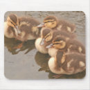 Search for duck mousepads Wildlife