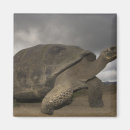 Search for galapagos magnets Reptile