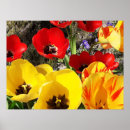 Search for yellow tulip posters Red