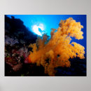 Search for divers posters Underwater