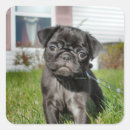 Search for black pug stickers Puppy