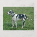 Search for danes postcards Pets