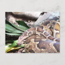 Search for pythons postcards Zoo