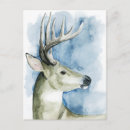 Search for stag postcards Deer