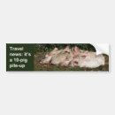 Search for pig bumper stickers Animals