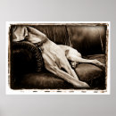 Search for breeds photography Black and white