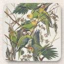 Search for parakeet coasters Illustration