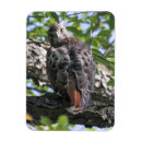 Search for red tails magnets Nature