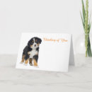Search for bernese mountain dog cards Animal