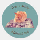 Search for cat stickers Tabby