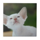 Search for ears tiles Cute