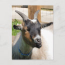 Search for goats postcards Nature